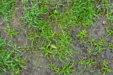 Dirt earth ground surface covered with green grass