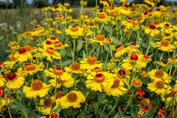 Fototapeta premium Common Sneezeweed (Helenium autumnale) in garden