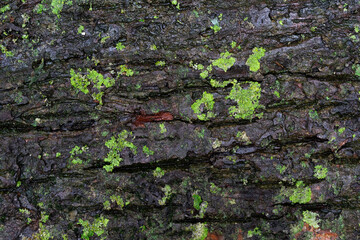 dark wet tree bark covered in green moss and fungi spotst texture topview 