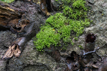 Vibrant moist moss forest green texture with green leaves growing on wood log