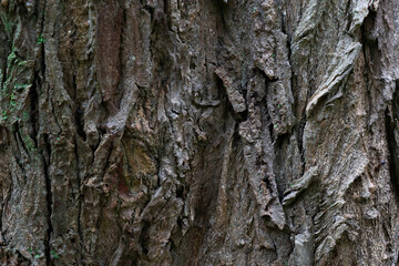 Rough grunge dark tree bark texture with crevices 