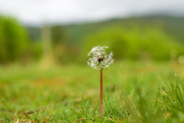 Asteraceae Genus Taraxacum Erythrospermum Dandelion seedhead in Sofia Bulgaria Kokalyane Pantcharevo district in May 2020 in stormy weather standing in the field of grass with the golden ratio ground.