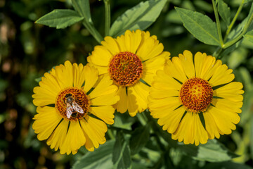 Common Sneezeweed (Helenium autumnale) in garden