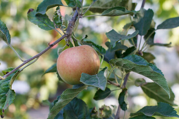 Red apple ripens on the branch in the orchard.