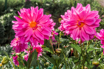 Obraz premium Dahlia (Dahlia hybrida) in garden
