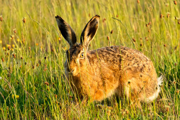 Deutschland, Schleswig-Holstein, Nordseeküste, Nordfriesland. Feldhase im Beltringharder Koog.