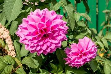 Dahlia (Dahlia hybrida) in garden