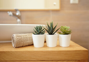 Fototapeta na wymiar Succulent flowers stand in a bathroom as a decoration. Cosiness concept. Modern bathroom
