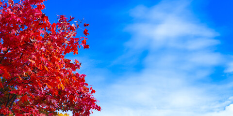 Colorful autumn maple  leaves swinging on a tree in blowing by the wind in a sunny day.  Autumnal background