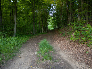 A dirt road in a deciduous forest in the spring during the day.