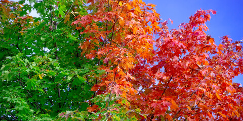 Colorful autumn maple  leaves swinging on a tree in blowing by the wind in a sunny day.  Autumnal background
