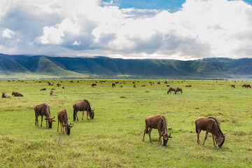 Unzählige Gnus grasen im Krater des Ngorongoro-Nationalparks im Norden Tansanias © Klaus Heidemann