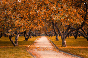 Autumn in the forest. Perspective of the path in fall park whith bright fallen autumn leaves on road in sunny morning light, toned photo