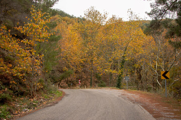 Fototapeta premium Forest path in autumn. Orange, yellow colors make the ride beautiful.