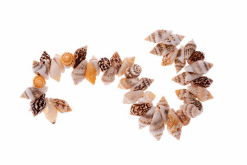  bracciale di Conchiglie  su fondo bianco
