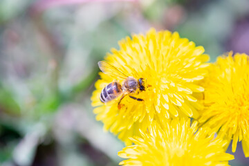 Close-up of a bee on a dandelion. Bee collecting pollen from a flower. Selective focus.