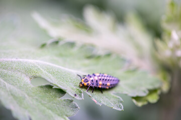 Close-up of a ladybird larvae on a leaf. Shallow depth of field.