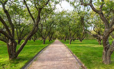 Fototapeta na wymiar Green lawn in city park under sunny light. Pathway and beautiful trees in the park on green grass field. Sunlight background concept