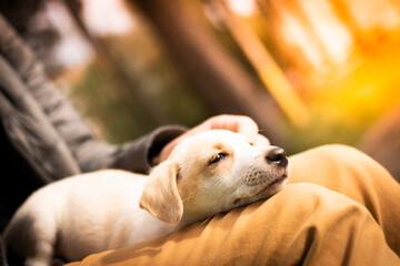 a small Labrador puppy fell asleep in the owner's arms. the dog was tired after a walk and fell asleep in the fresh air. solar illumination
