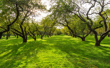 Green lawn in city park under sunny light. Pathway and beautiful trees in the park on green grass field. Sunlight background concept