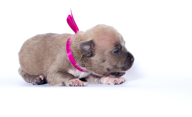 newborn puppy with pink ribbon on white background