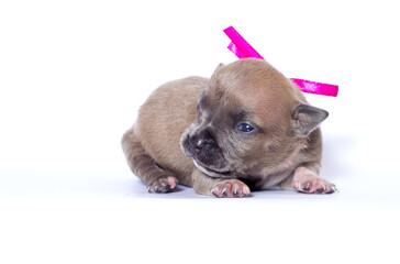 newborn puppy with pink ribbon on white background