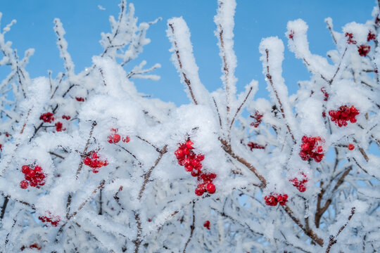 Water Elder (Viburnum opulus) in garden