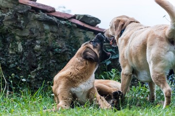 Dos perros juegan en la montaña 