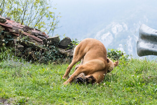 Un perro mast&iacute;n da una voltereta al jugar con un labrador 