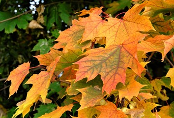 autumn maple leaves