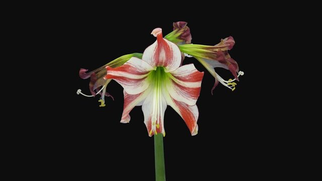 Time-lapse of dying red and white amaryllis Ambiance 15b4 in 4K PNG+ format with ALPHA transparency channel isolated on black background

