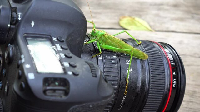 Locust insect sits on the camera lens. Grasshopper on the camera lens.