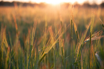 Obraz premium Golden ears of grass in the glow of the Golden hour on the blurred background of the field. Selective focus