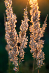 Close - up of fluffy grass in the glow of the Golden hour on a blurred background of a green field.