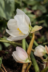 Christmas Rose (Helleborus niger) in garden
