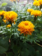 flowers in the garden