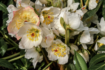 Christmas Rose (Helleborus niger) in garden