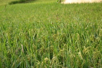 Paddy field