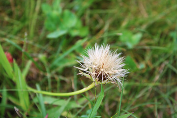 Fluff over the grass (Close-up)
