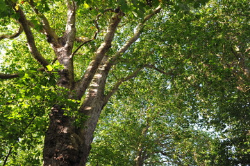 Looking-up into a Green Leafy Tree