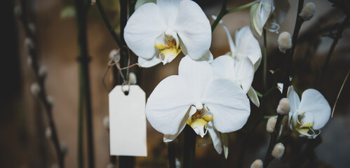 orchidea con biglietto da visita bianco con coppy space