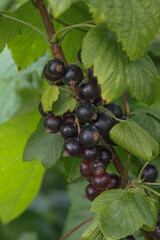 Black currant berries hanging from a branch.