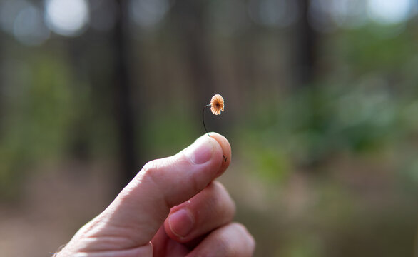 gymnopus quercophilus - .the smallest mushrooms in the world of mycology.