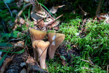 Clavariadelphus truncatus . Club coral . Abgestutzte Riesenkeule oder Abgestutzte Herkuleskeule, 