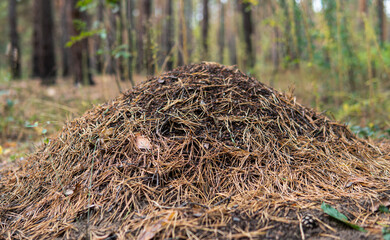 .the nature of the habitat of forest ants in anthills.