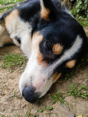 A close-up view of the sleepy face of a domestic dog with colorful fur while lying during the day on the ground in the village yard.