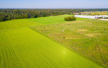 Green pastures of horse farms. Countryside landscape. Drone Aerial Shot. Paddocks, Outdoor