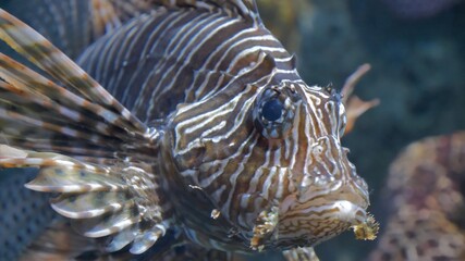 Fototapeta na wymiar Lion fish live in aquarium
