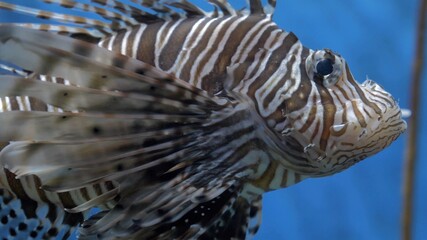 Naklejka na ściany i meble Lion fish live in aquarium