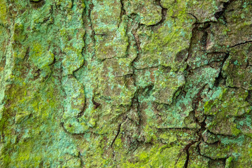 Im Wald, Baumstamm